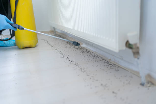 Best Flea Control Services  in Roswell, NM