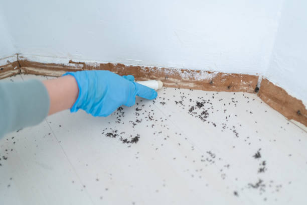 Best Bed Bug Extermination  in Roswell, NM